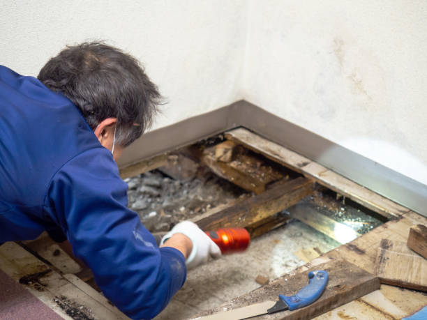 Professional Mold Remediation in Emerald Mountain, AL