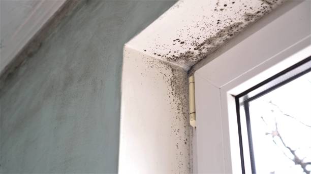 Best Residential Mold Remediation in Emerd Mountain, AL