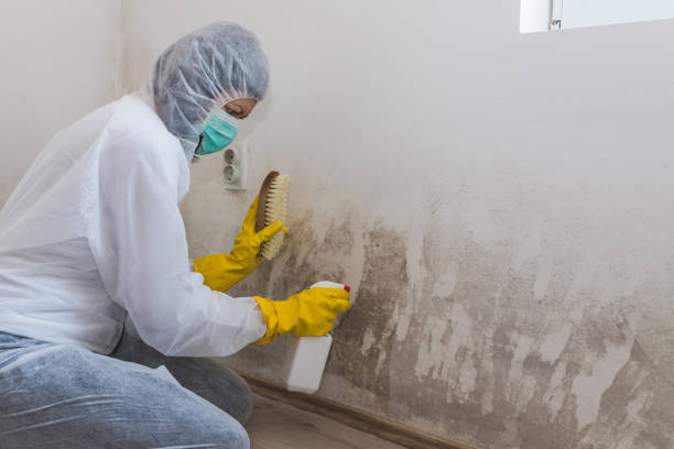 Best Black Mold Remediation in Emerd Mountain, AL